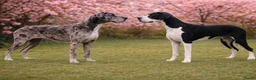 Duitse Dog honden te koop: Mooie Duitse Dog pups met stamboom  in Dalfsen - Advertentie 8