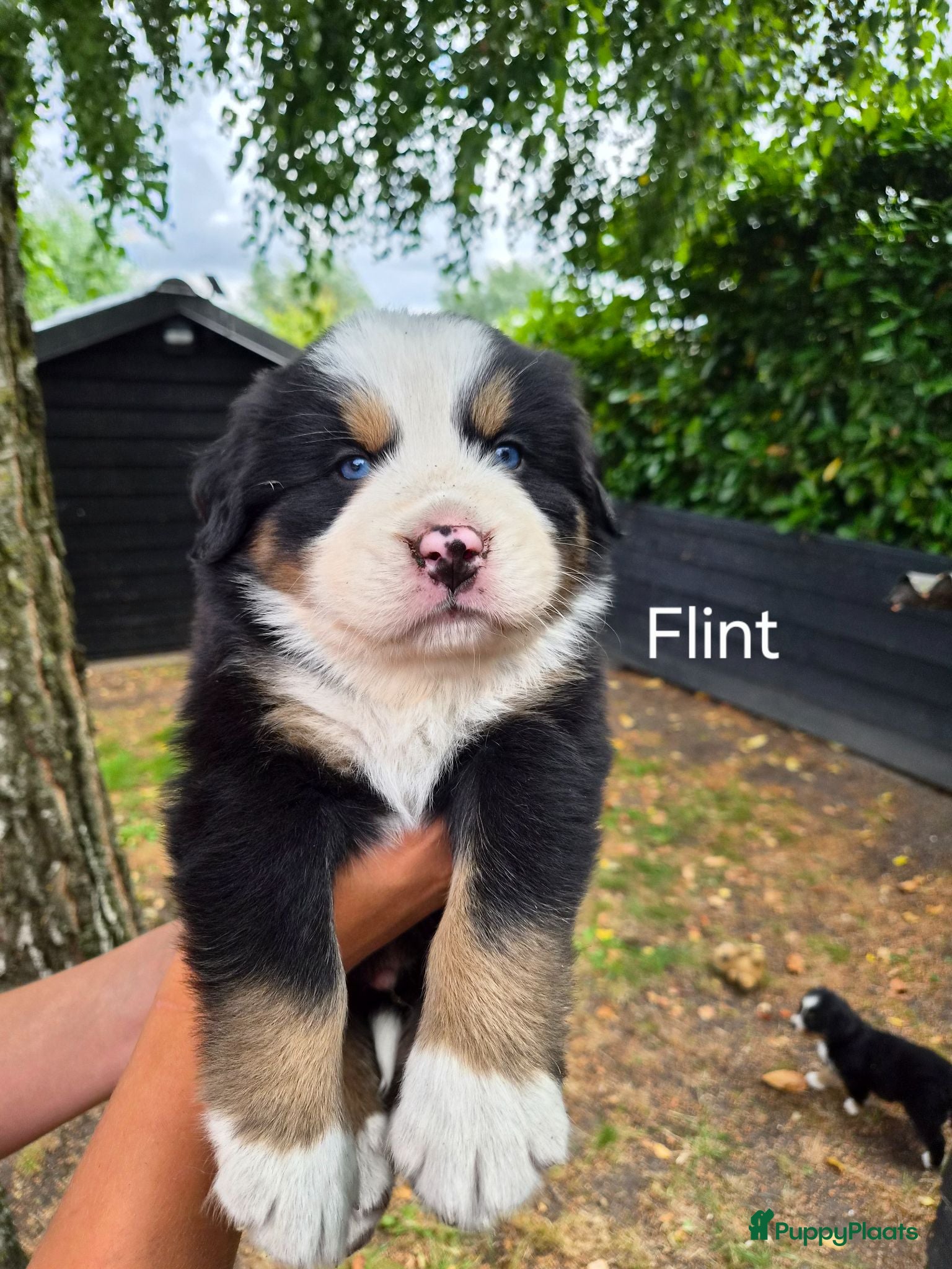 Berner Sennenhond honden Berner sennen pups - Advertentie 1