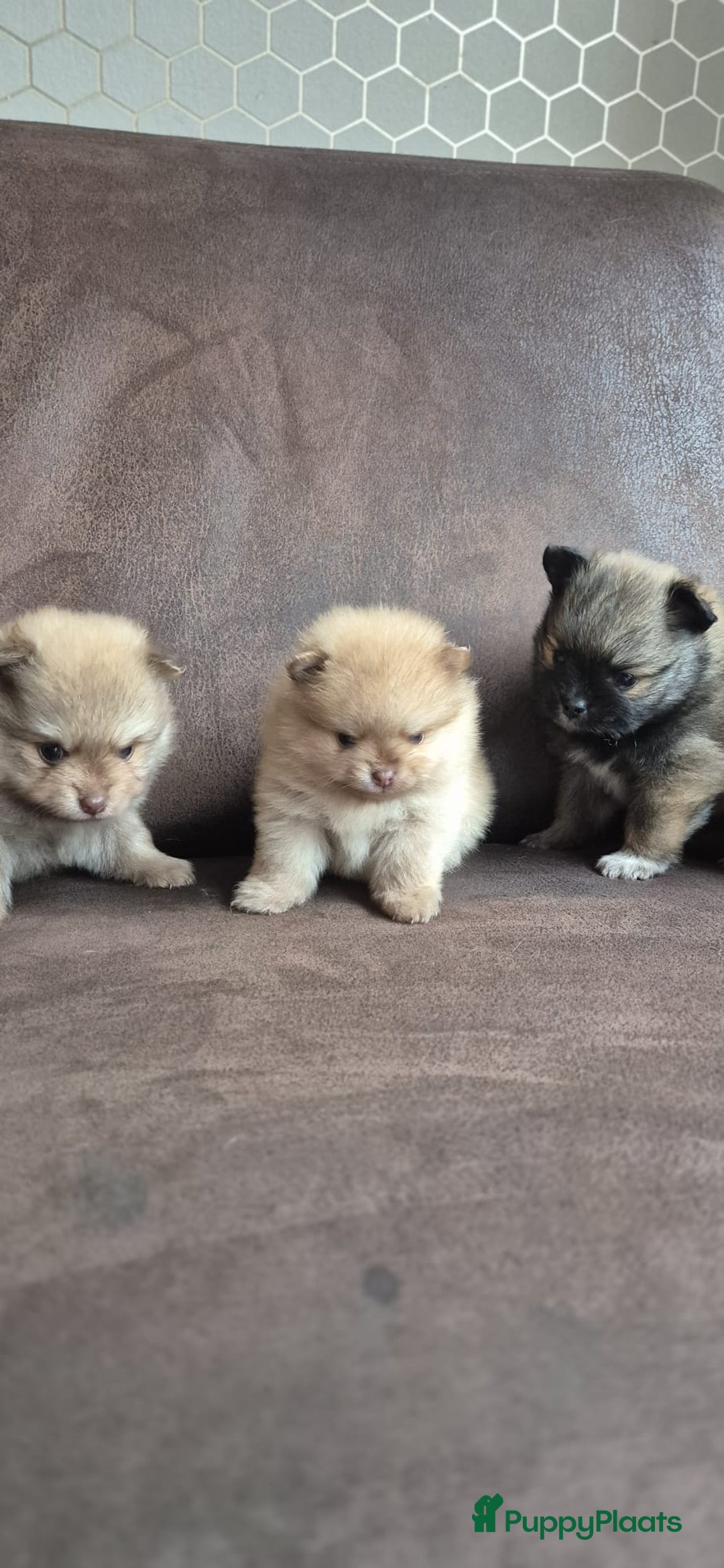 Pomchi honden te koop: Prachtige luxe pommeriaan pups - Advertentie 10