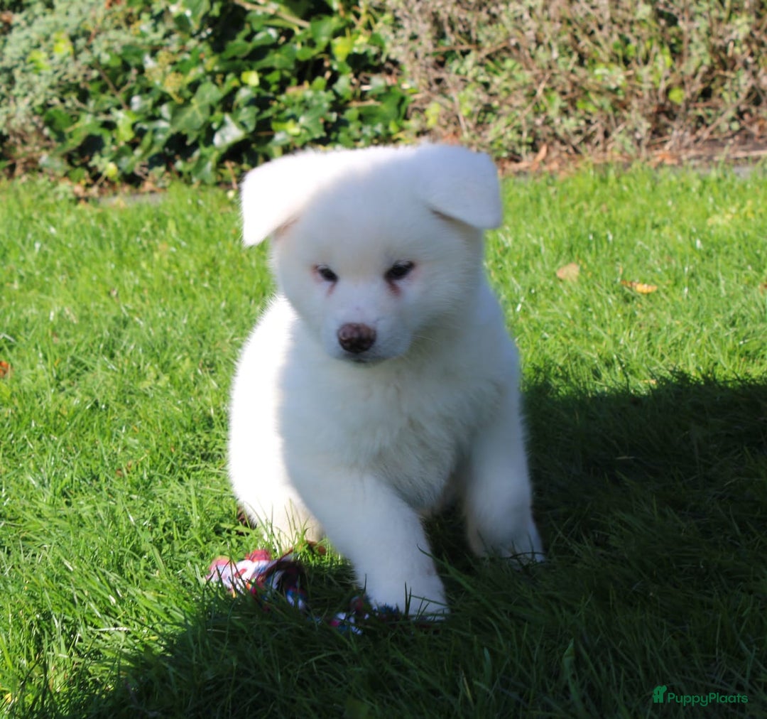 Akita honden te koop: Zeldzaam mooie witte japanse akita pups - Advertentie 7