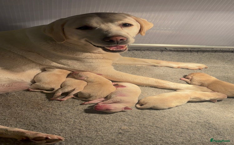 Labrador Retriever honden - Advertentie 2