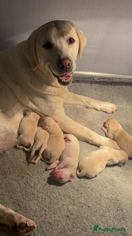 Labrador Retriever honden - Advertentie 2