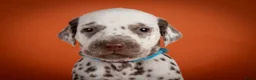 Dalmatiër honden te koop: Dalmatier pups - Advertentie 16