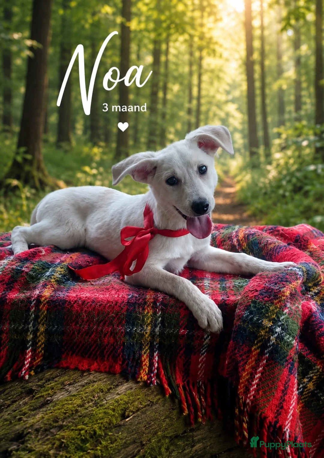 Kruising honden te koop: Deze 5 lievrrds zoeken baasje - Advertentie 2