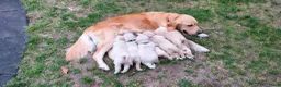 Golden Retriever honden te koop: Deze leukerds zoeken een baasje - Advertentie 4