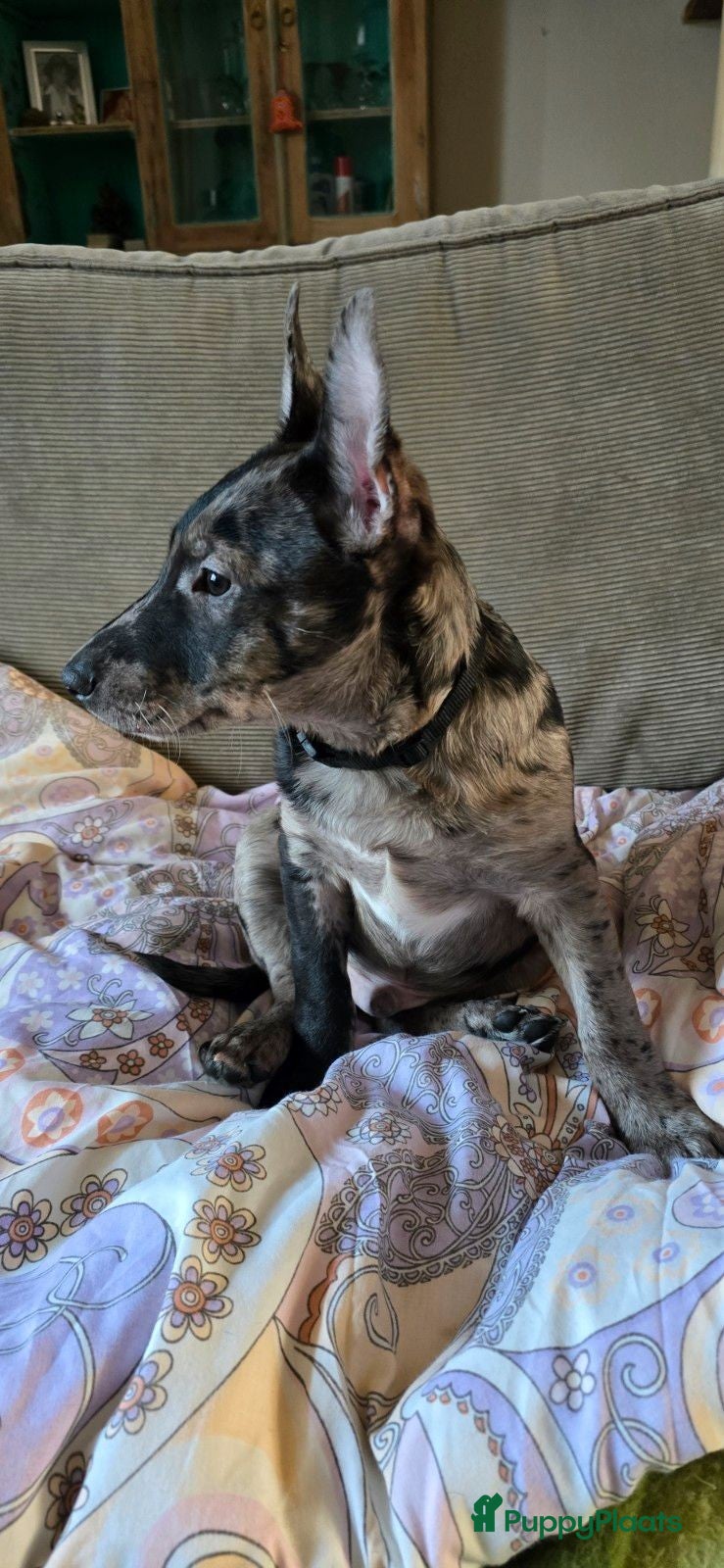 Kruising honden Te koop kruising bullterrier vs pomsky (geen teef) - Advertentie 15