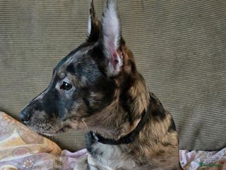 Kruising honden Te koop kruising bullterrier vs pomsky (geen teef) - Advertentie 15