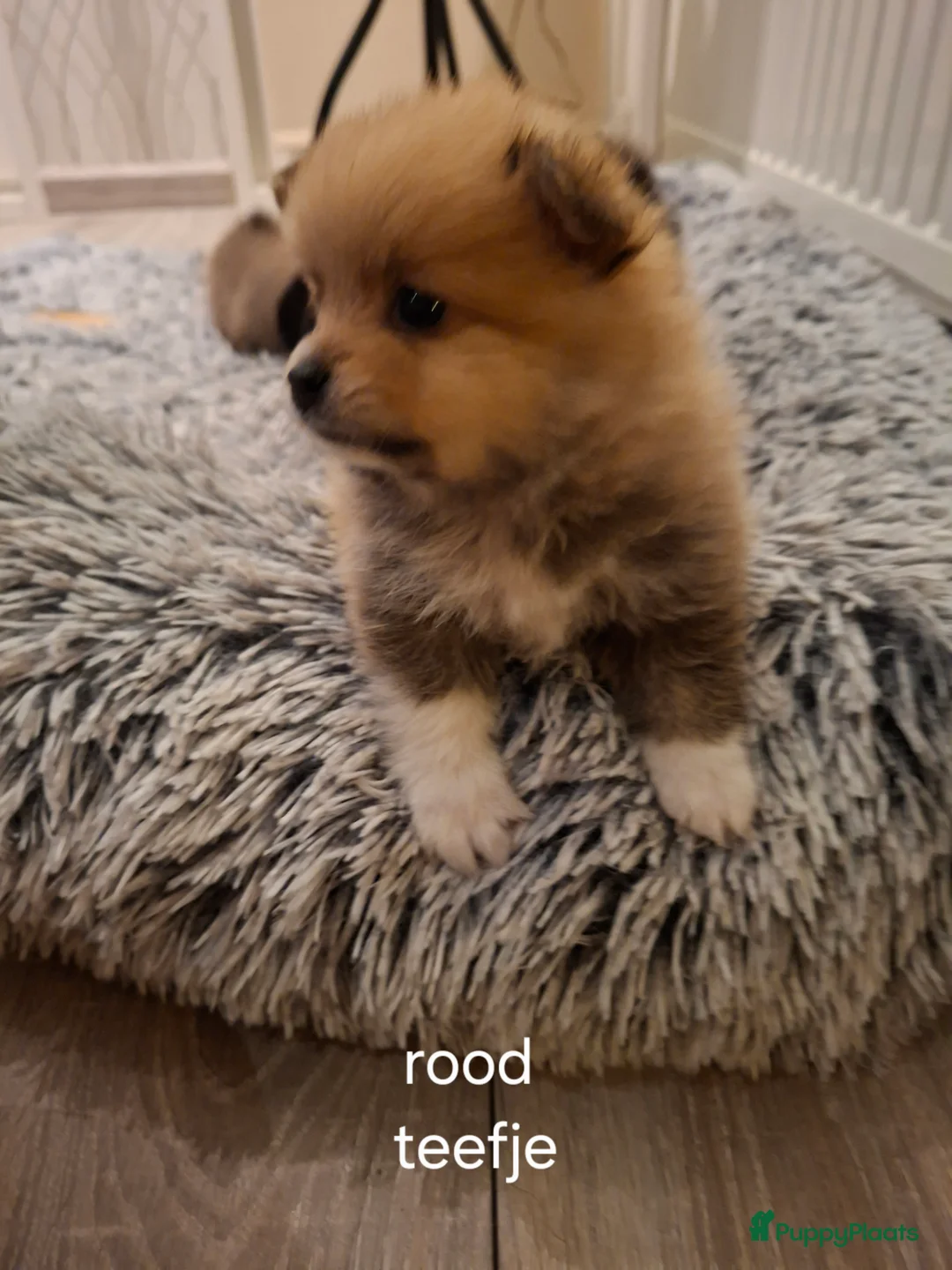 Pomeriaan honden te koop: Mooie pomeriaan  - Advertentie 3