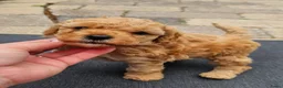 Cockapoo honden te koop: 💚 Cockapoo 💛 - Advertentie 20