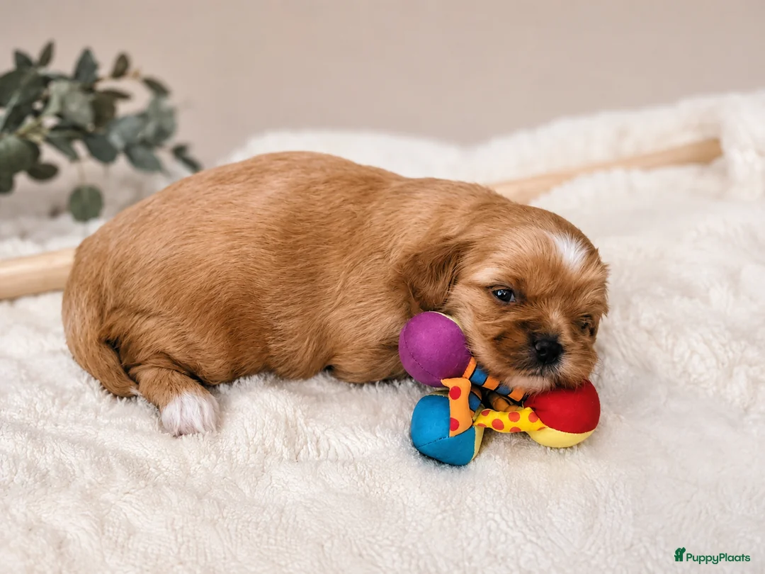 Shihpoo honden te koop: Te koop: Schattige Shihpoo reutje – "Juulke" 🐶 - Advertentie 1