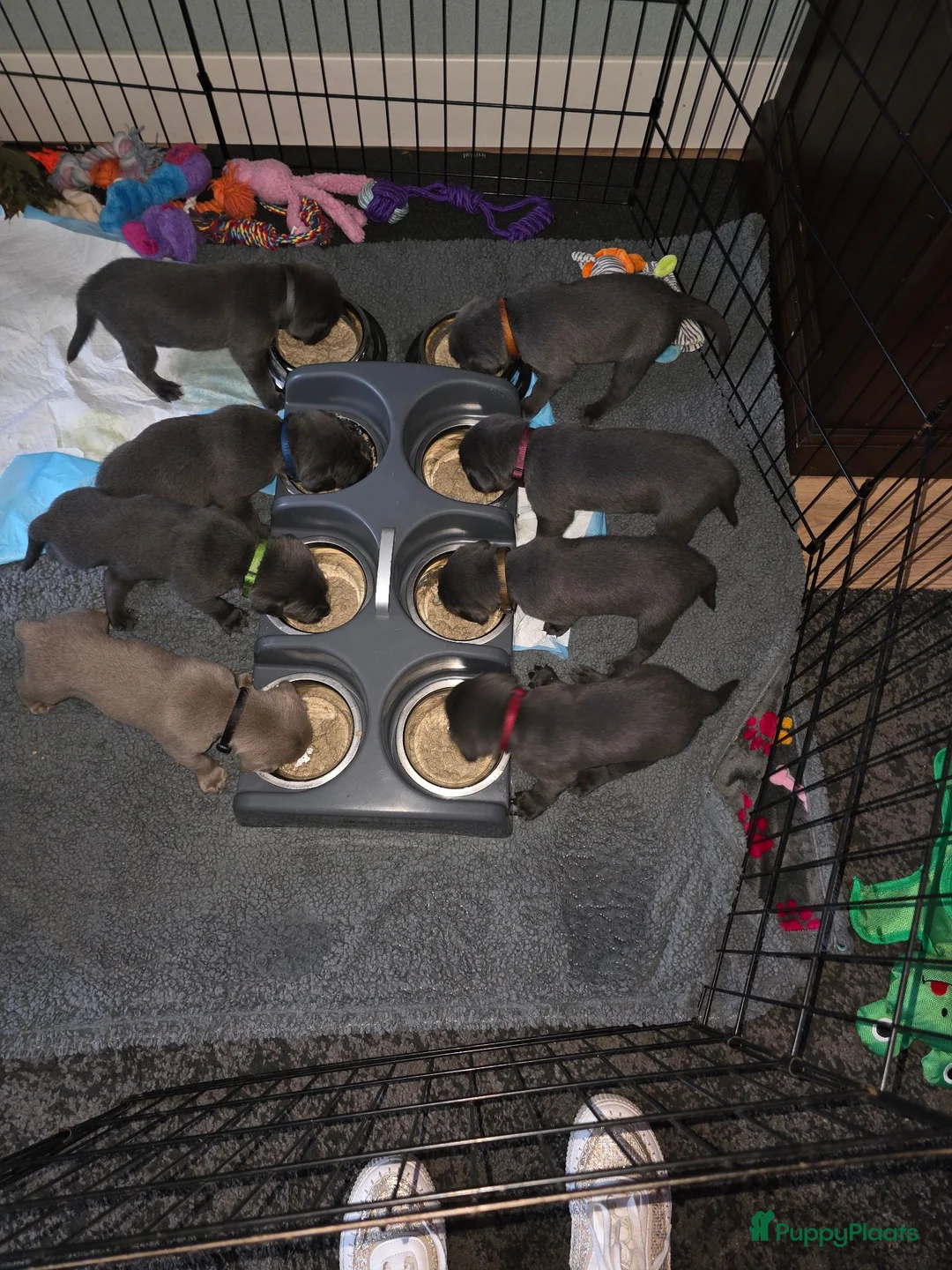 Labrador Retriever honden te koop: Charcoal labrador  retriever in Esch - Advertentie 23