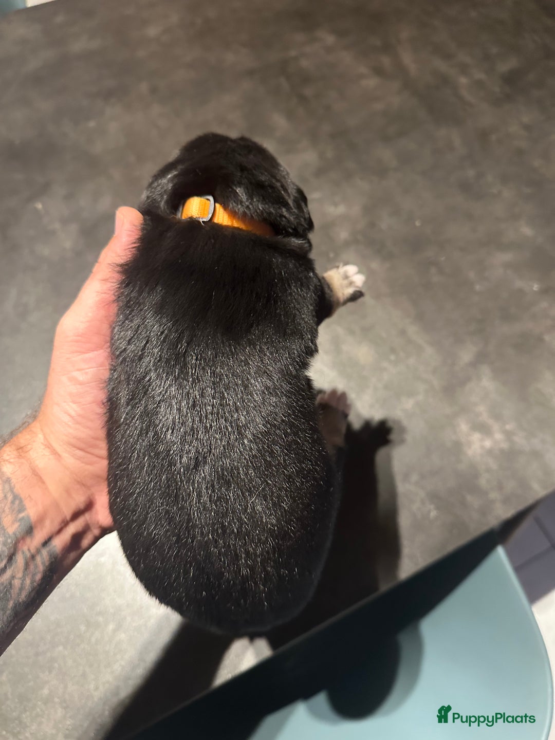 Kruising honden te koop: Liefdevolle bernsky pups  - Afbeelding 4