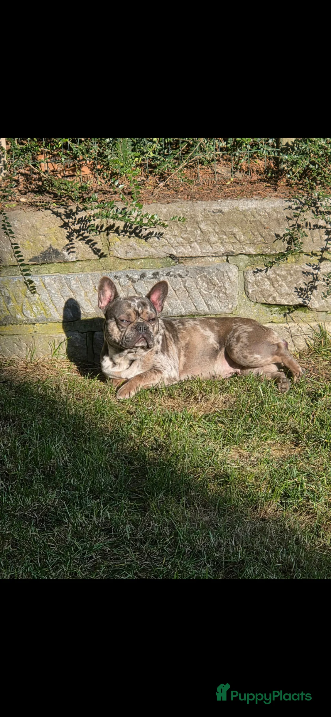 Franse Bulldog honden te koop: Franse bulldog pups in Baarle-Nassau - Advertentie 2