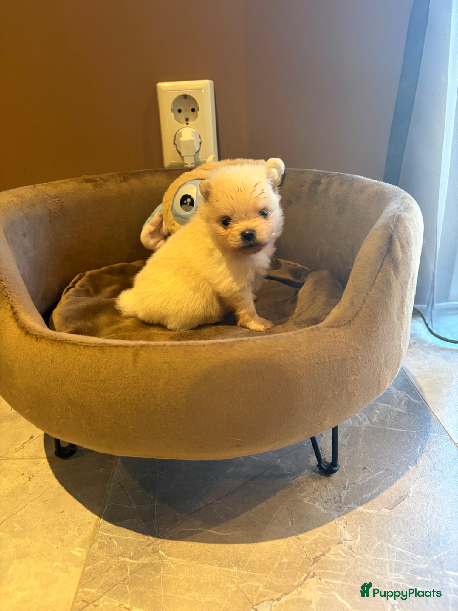 Pomeriaan honden te koop: Pomeranian pups  in Zwolle - Advertentie 4