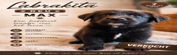 Kruising honden te koop: Laatste Labrakita pup teefje zoekt nieuw huisje - Advertentie 28