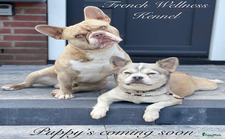 Franse Bulldog honden - Advertentie 2