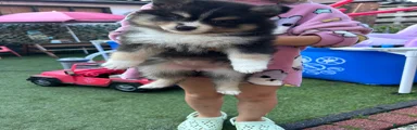 Pomsky 5
