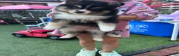 Pomsky honden te koop: 6 pomskys in Langeweg - Advertentie 9