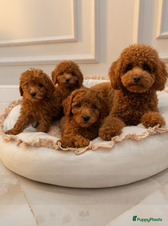 Poedel Toy honden Toypoedelpuppy's - Advertentie 1