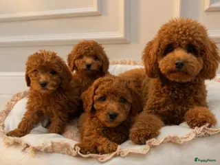 Poedel Toy honden Toypoedelpuppy's - Advertentie 1