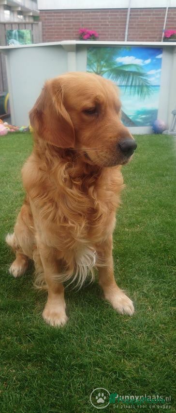 Golden Retriever honden Prachtige, lieve dekreu in Venray - Advertentie 2