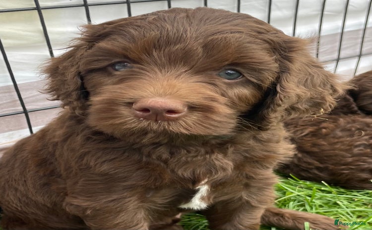 Labradoodle honden - Advertentie 2