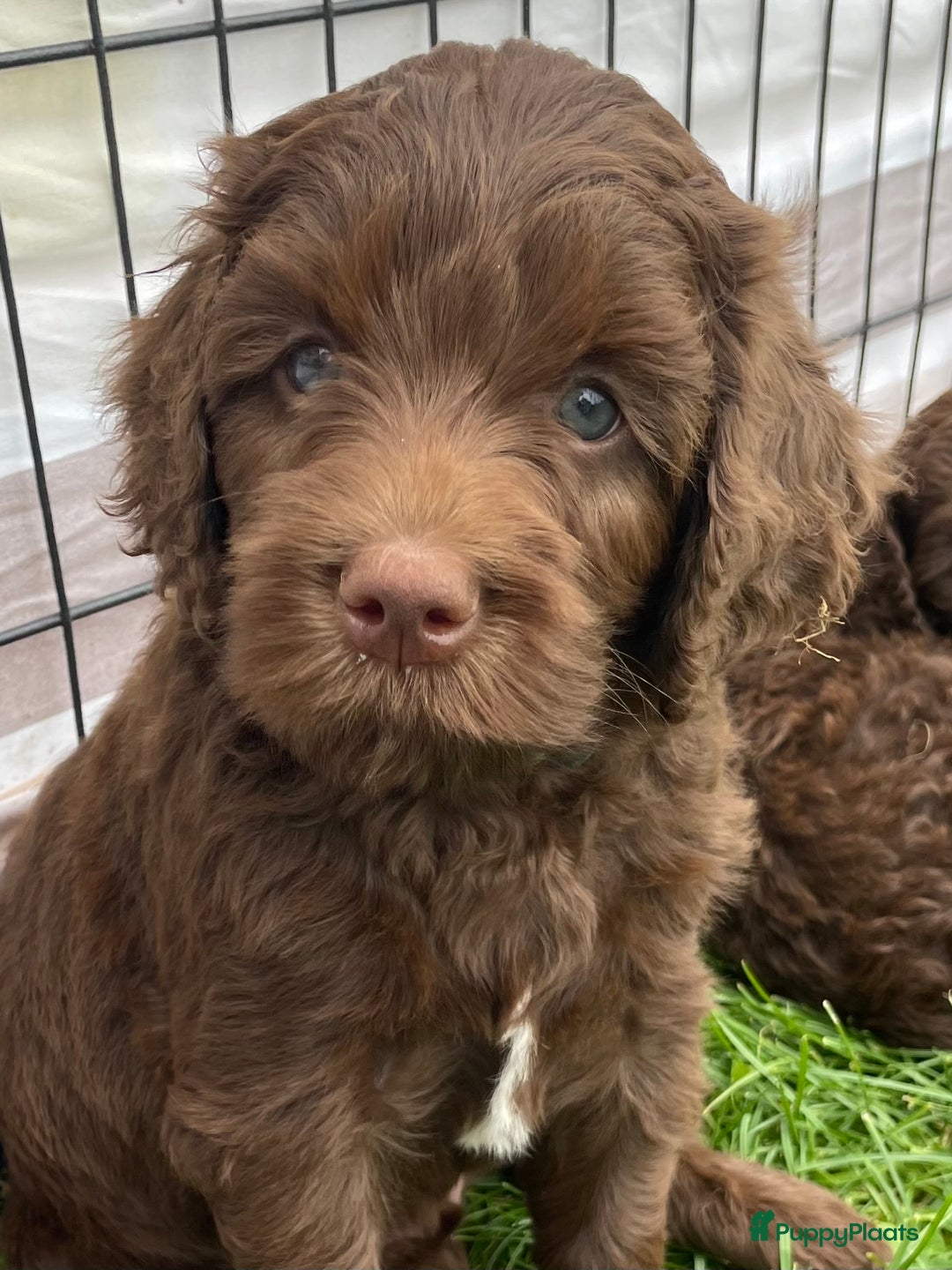 Wavy Fleece Australian Labradoodle Wavy Fleece Australian