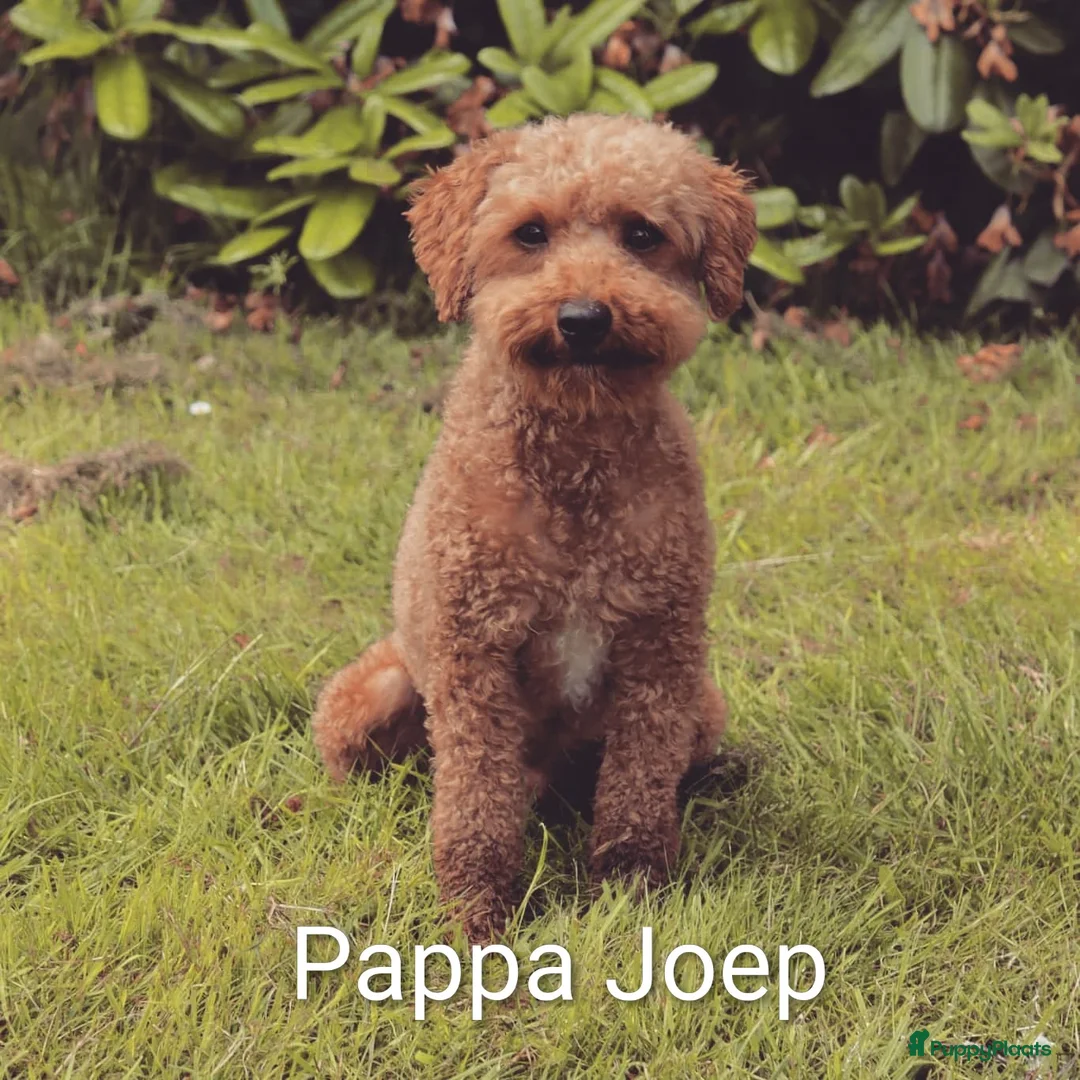 Shihpoo honden te koop: Toy Poedel X Boomer  - Advertentie 2