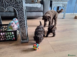 Poedel honden Choco toypoedel meisjes - Advertentie 3