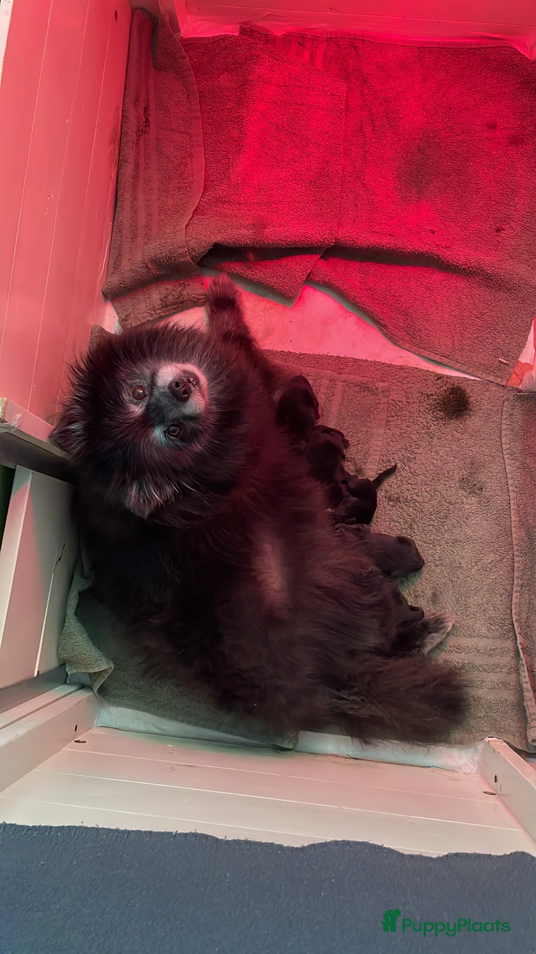 Pomeriaan honden te koop: 5 Prachtige Pomeriaan/dwergkees pups.❤️ - Advertentie 18