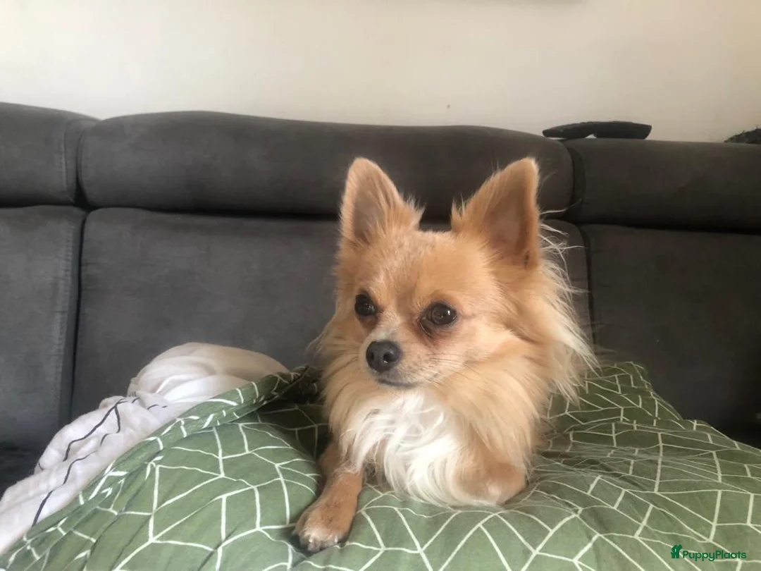 Pomchi honden te koop: Pomchi pups - Advertentie 14