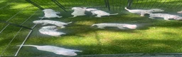 Dalmatiër honden te koop: Prachtige dalmatiër pups te koop! in Lievelde - Advertentie 4