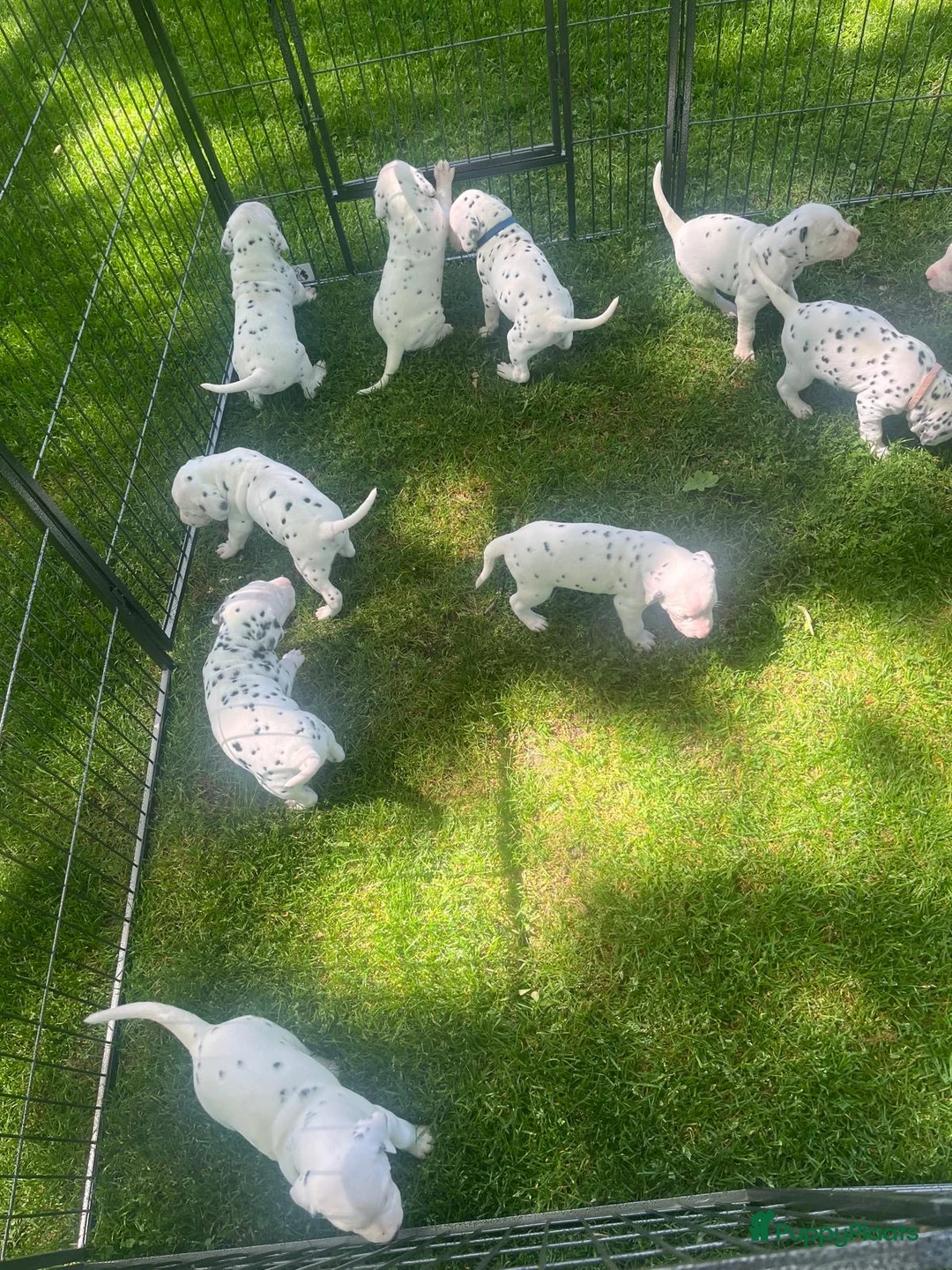 Dalmatiër honden te koop: Prachtige dalmatiër pups te koop! in Lievelde - Advertentie 4