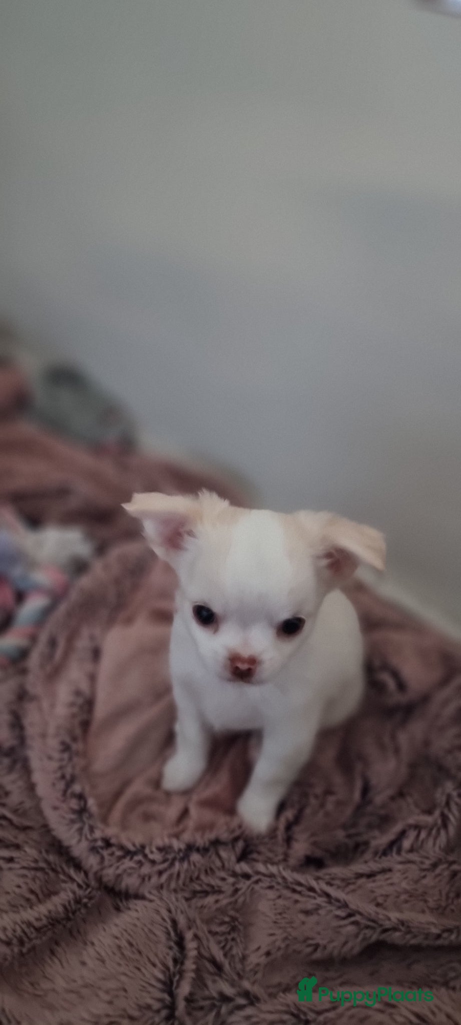 Chihuahua honden Mini langharig chihuahua reutje beschikbaar - Advertentie 1