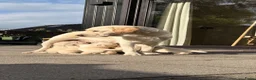 Labrador Retriever honden te koop: Raszuivere Labrador pups blond | Vader is kampioen in Twijzel - Advertentie 2