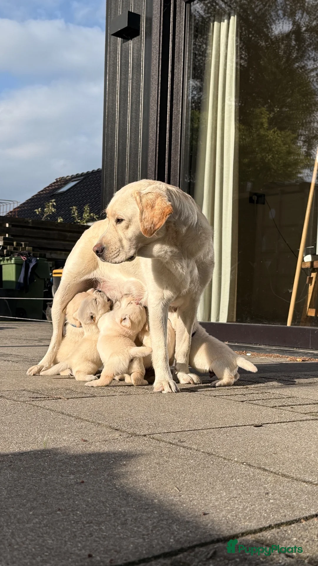 Labrador Retriever honden te koop: Raszuivere Labrador pups blond | Vader is kampioen in Twijzel - Advertentie 2