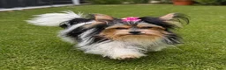 Yorkshire Terriër honden te koop: 4 Yorkshire terriërs   - Advertentie 2