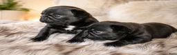 Franse Bulldog honden te koop: Franse bulldog pups - Advertentie 3