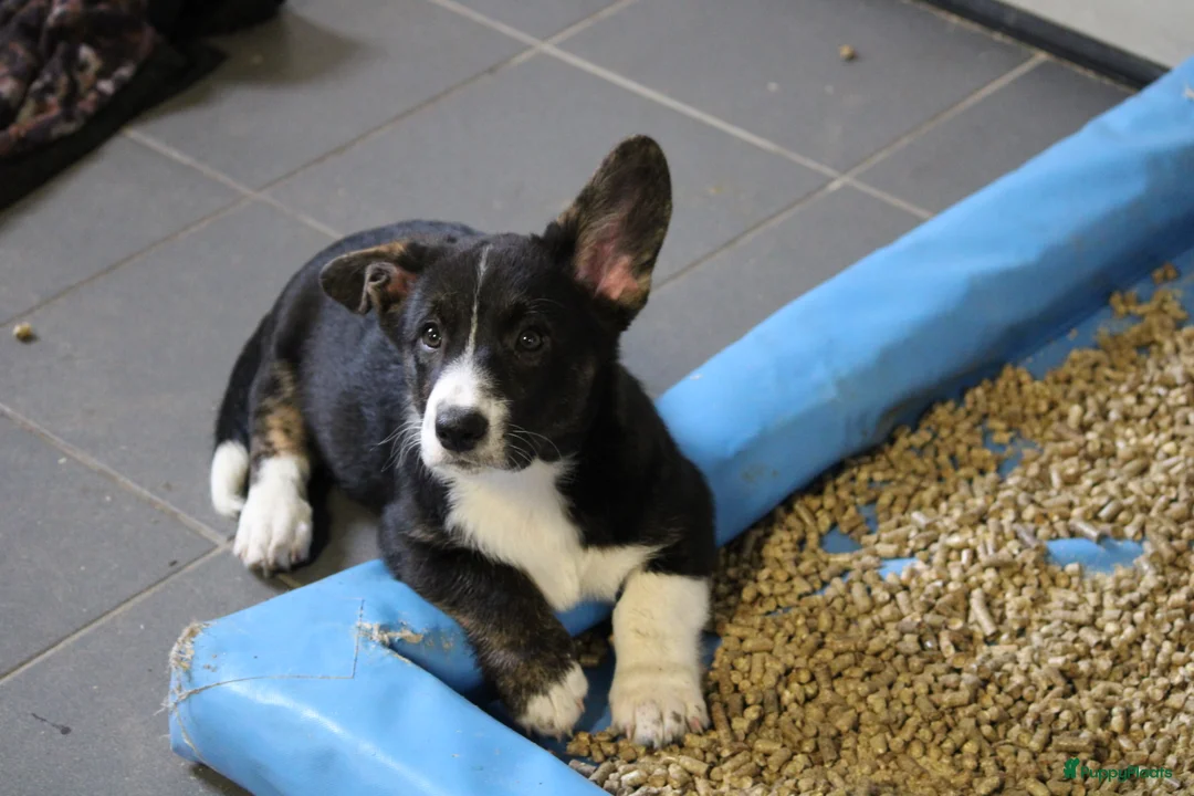 Welsh Corgi Cardigan honden te koop: Welsh corgi cardigan out of beautiful connection - Advertentie 12