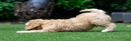 Australian Labradoodle honden te koop: Medium Australian Labradoodle puppy's - Advertentie 6
