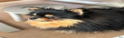 Pomchi honden ter dekking: Black and Tan Pomchi in Oudorp - Advertentie 6