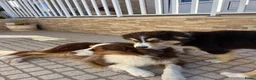 Australian Shepherd honden te koop: Australische Herder Teef met Stamboom in Sas van Gent - Advertentie 2