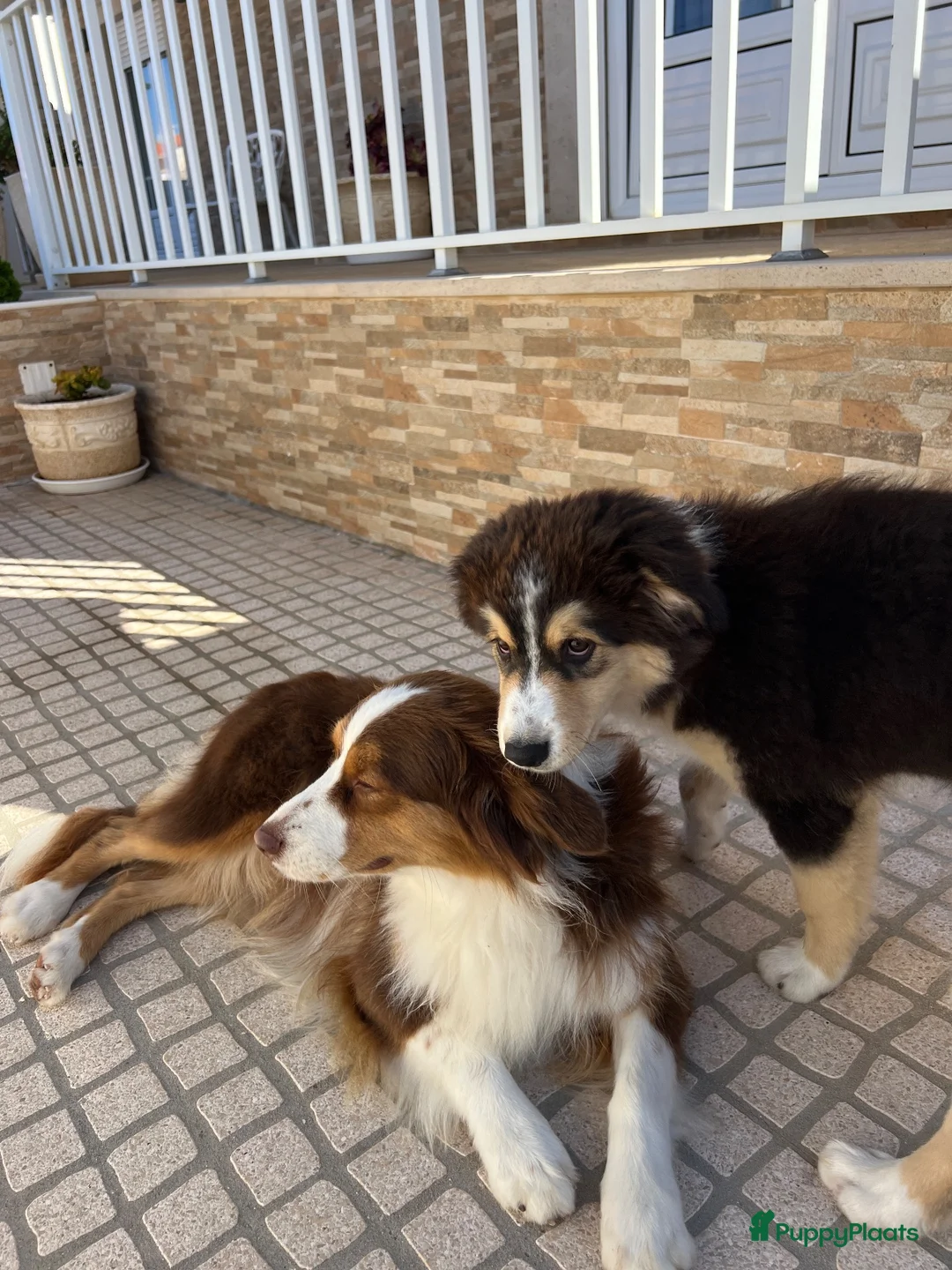 Australian Shepherd honden te koop: Australische Herder Teef met Stamboom in Sas van Gent - Advertentie 2