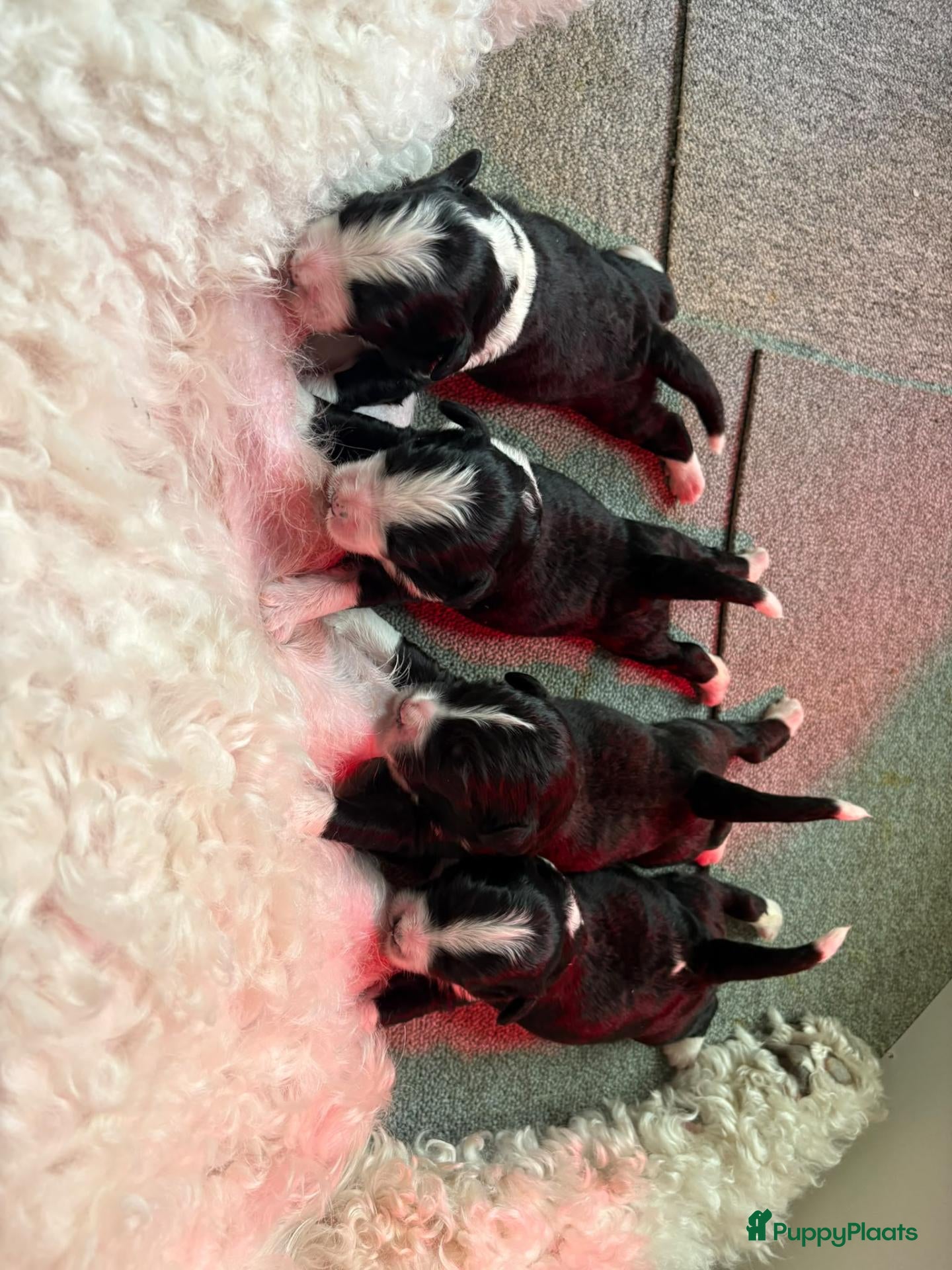Bernedoodle honden Bernedoodle pups - Advertentie 9