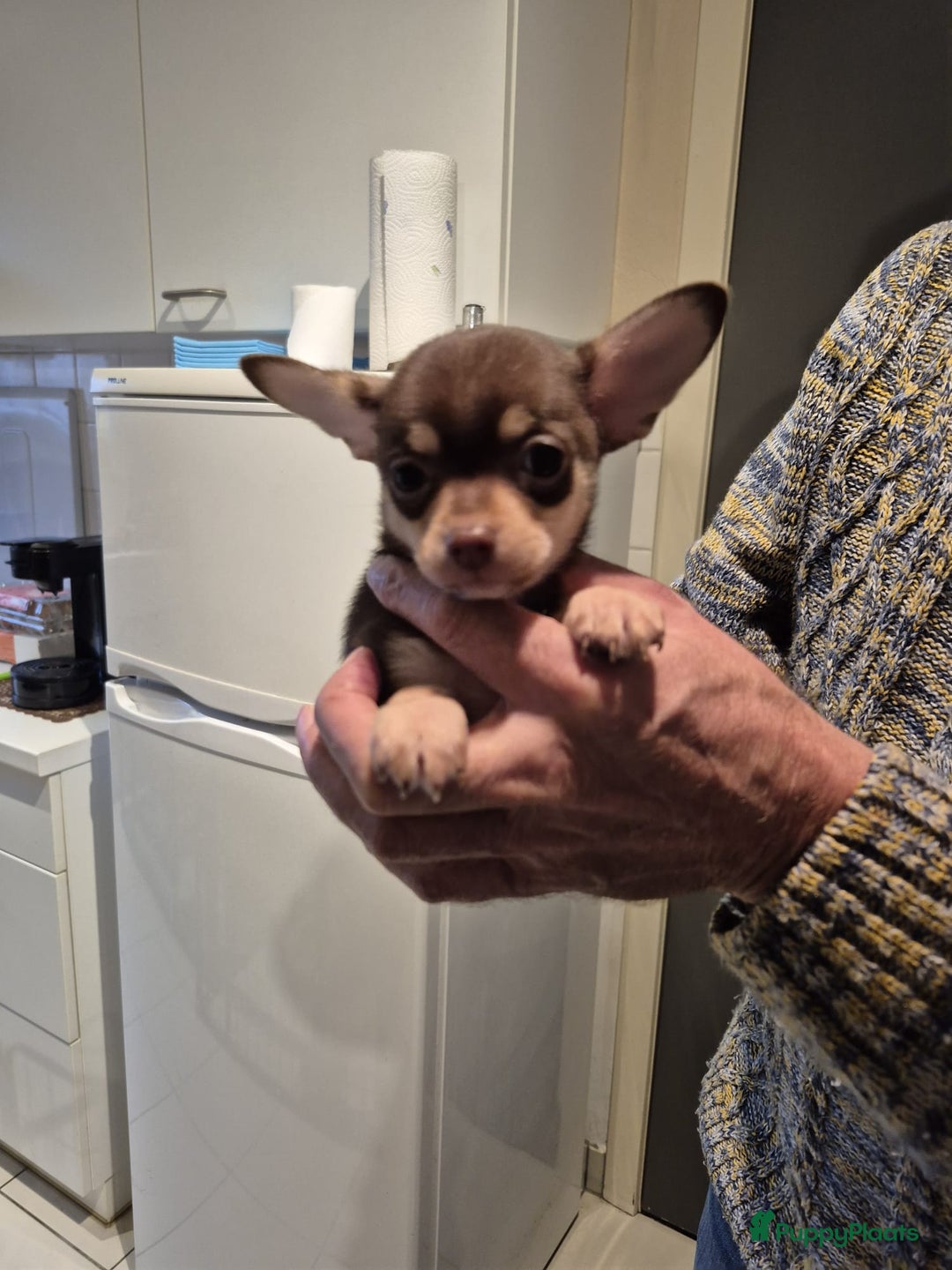 Chihuahua honden te koop: KORTHARIGE CHIHUAHUAPUPS - Advertentie 5