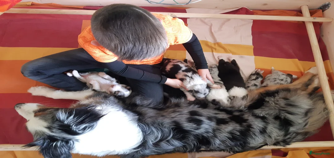 Galerij afbeelding {{count}}