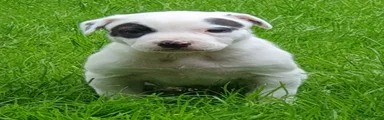 Teefje 4