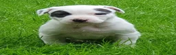 Kruising honden te koop: Border Collie Kruising pups  in Onstwedde - Advertentie 11