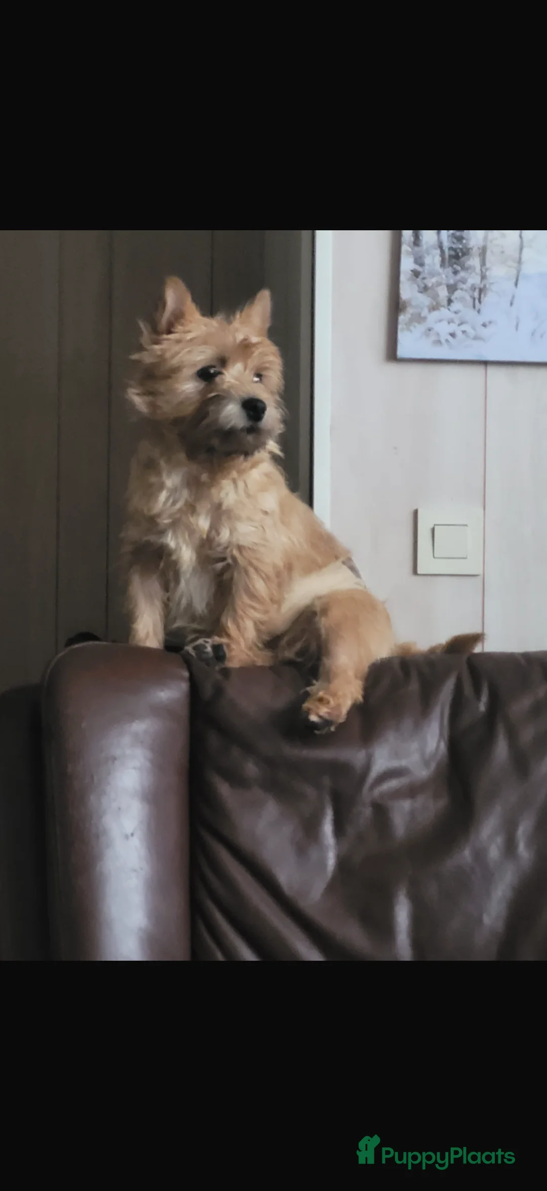 Cairn Terriër honden te koop: Te koop cairn terriër pups in Hengelo - Advertentie 2