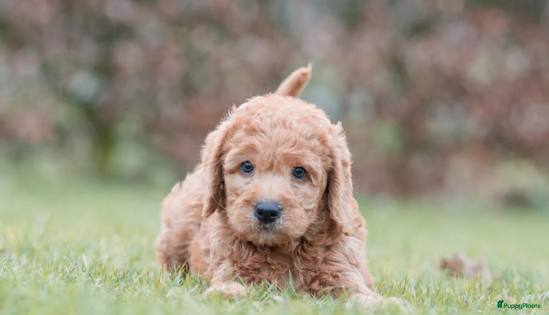Labradoodle honden te koop: prachtige labradoodle x australian labradoodle - Advertentie 15